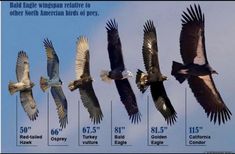 birds flying in the sky with their wingspans compared to other north american birds of prey