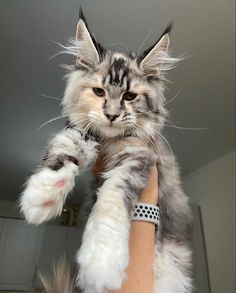 a cat is being held up in the air