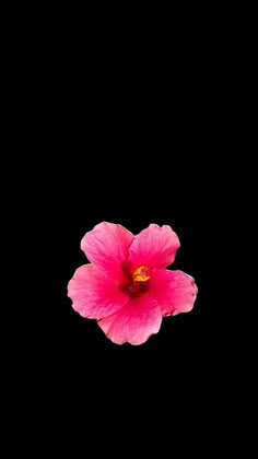 a single pink flower on a black background