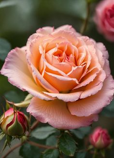 a pink rose with green leaves in the background