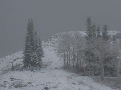 snow covered trees on the side of a mountain