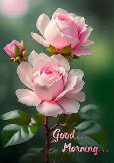 two pink roses with the words good morning