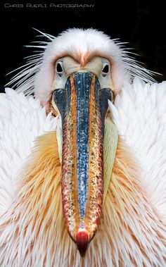 a close up of a bird with feathers on it's head and beaks