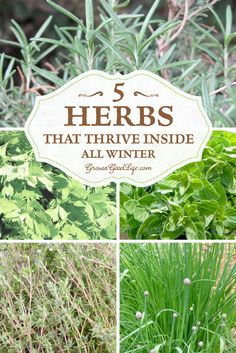 herbs that have been planted in the winter