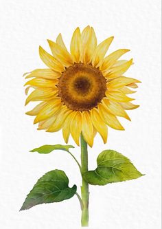 Sunflower With Watercolor, Wild Sunflower Drawing, Landscape Markers, Watercolor Sunflower Bouquet, Sunflower Botanical Illustration, Sunflowers Art Paint Watercolor Sunflower, Types Of Sunflowers, Sunflower Template, Sunflower Artwork