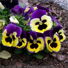 purple and yellow pansies growing in the ground