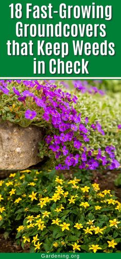 18 Fast-Growing Groundcovers that Keep Weeds in Check Perennial Garden Plans, Shade Garden Plants, Garden Remedies, Creative Christmas Trees, Garden Plans, Fast Growing Plants, Ground Cover Plants, Flower Gardens