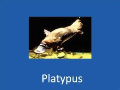 platypus is an animal that lives in the water and eats on land