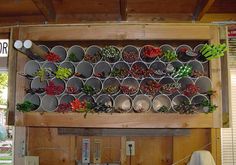 an assortment of plants are displayed on a wooden shelf in a garden shop with metal buckets hanging from the ceiling