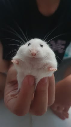 a person holding a small white animal in their hands