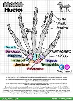 the bones and their names in spanish