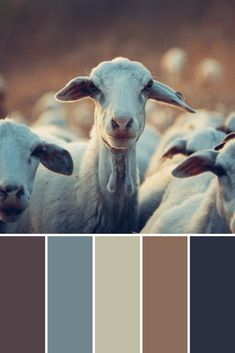 the sheep are all different colors together in this color scheme, and they appear to be looking at the camera