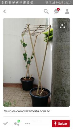 two potted plants are sitting next to each other