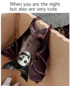 a bat hanging upside down in a box with the caption when you are the night but also are very cute