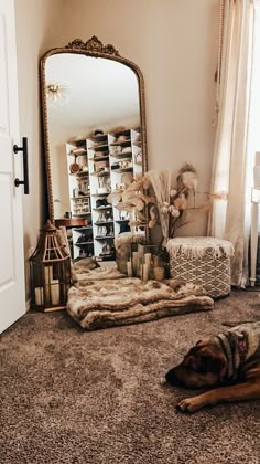 a dog laying on the floor in front of a large mirror and bookshelf