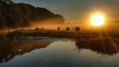 the sun is setting over some cows grazing