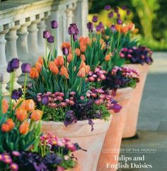 Spring Planter, Container Garden Design, Container Gardening Flowers, Garden Wallpaper, Garden Containers, Purple And Orange, Spring Bulbs