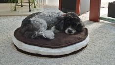 a black and white dog laying on top of a cushion