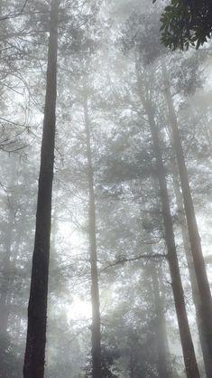 foggy forest with tall trees in the foreground