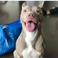 a brown and white dog sitting on top of a floor next to a blue bag