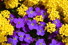 many purple and yellow flowers are in bloom