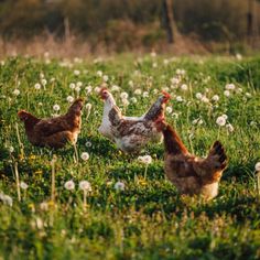 three chickens are walking in the grass near dandelions