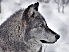 a wolf standing in the snow looking off into the distance