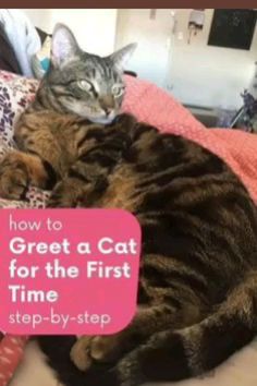 a cat laying on top of a bed with the caption how to greet a cat for the first time