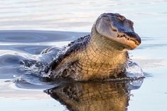 a large alligator swimming in the water with it's head above the water surface