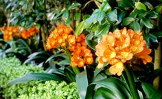 an orange flower is in the middle of many green plants and bushes, with yellow flowers on each side