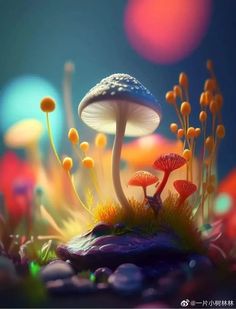 two mushrooms sitting on top of a lush green field