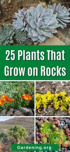 different plants that grow on rocks with the title 25 plants that grow on rocks gardening org