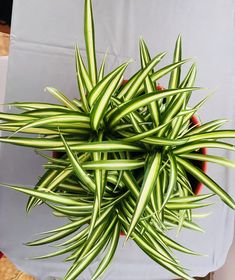 a green plant in a red pot on a table