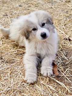 a small white and gray dog laying on top of dry grass next to some straw