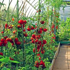 a garden with lots of tomatoes growing in the ground and green plants on both sides