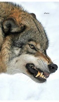 a wolf with its mouth open in the snow