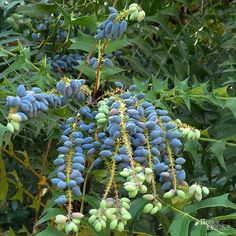 some blue berries are growing on a tree