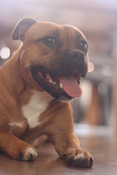 a brown and white dog laying on top of a wooden floor