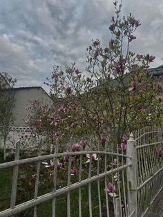 a white fence with pink flowers growing on it