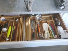 a cat is standing in an open drawer full of utensils and spoons