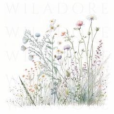 an illustration of wildflowers and grasses on a white background