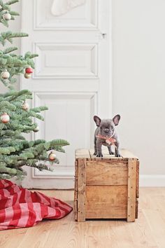 a small dog standing on top of a wooden crate next to a christmas tree in front of a white door