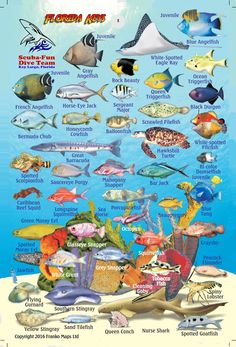 an ocean poster with many different types of fish in the water and on top of each other