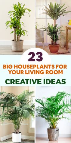 three houseplants for your living room that are easy to grow and care for