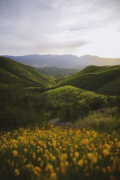 the sun shines brightly on green hills and wildflowers