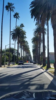 palm trees line the street as cars drive by