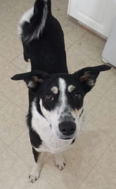 a black and white dog standing on top of a kitchen floor