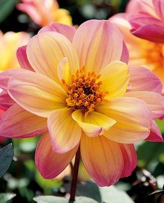 a yellow and pink flower is in the middle of many other flowers with green leaves