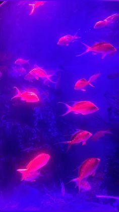 an aquarium filled with lots of different colored fish