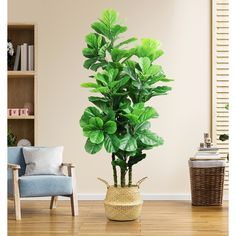 a potted plant sitting on top of a wooden floor next to a blue chair